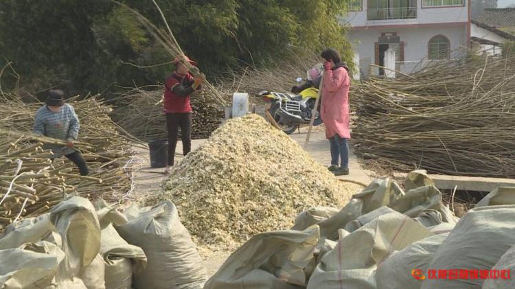 桑枝怎么废物利用,桑枝加工入药视频