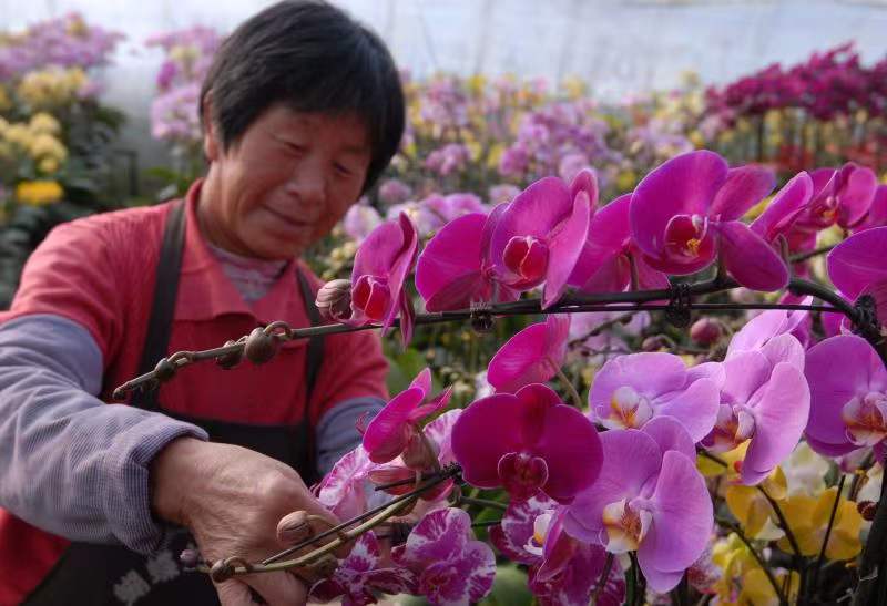 即墨市蝴蝶兰花,胶州市蝴蝶兰花