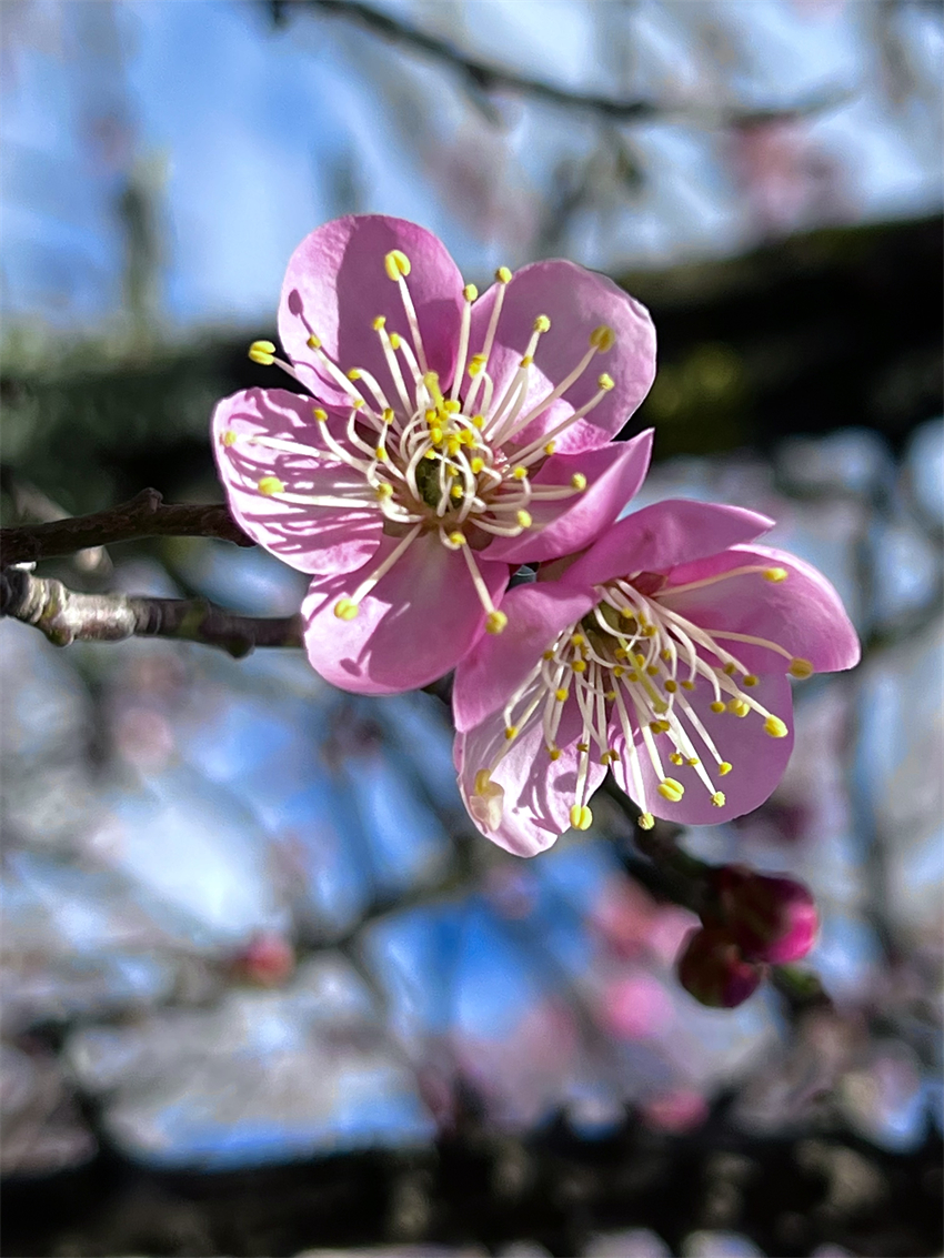 零下2°C的丽江，一个字，绝