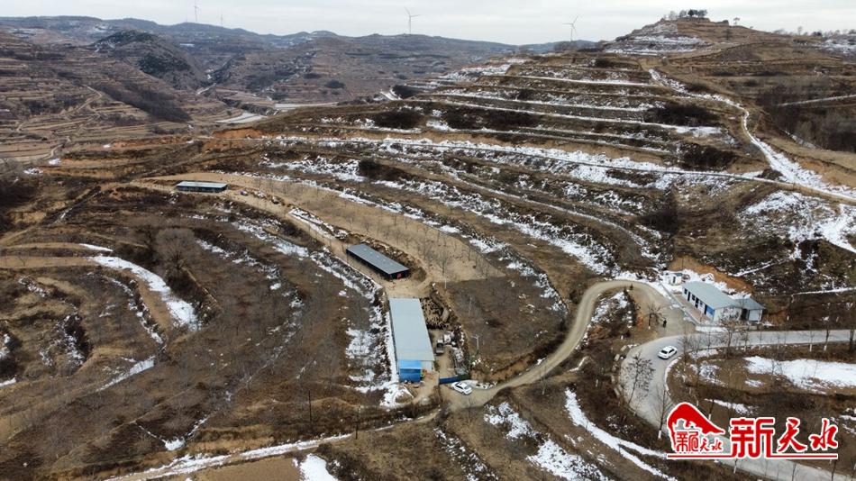 清水县王河镇：*党**建引领兴产业林下养鸡有“钱景”