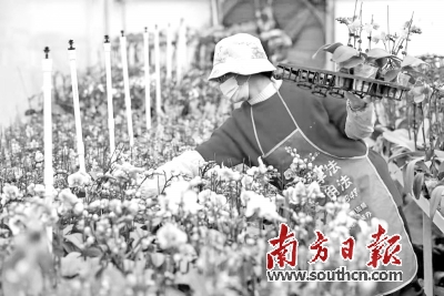 四会程村兰花交易市场,广东四会兰花迎来销售热潮