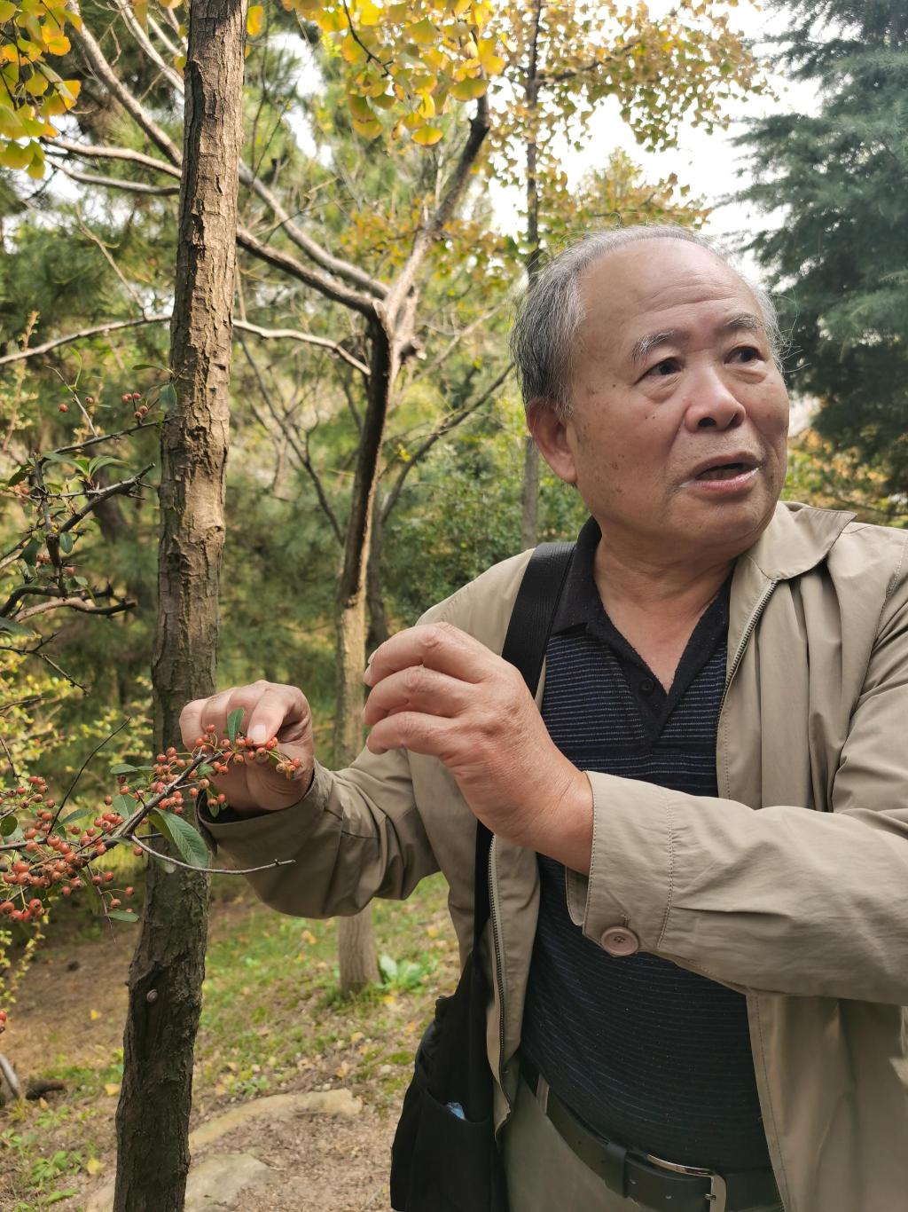 年宵花，正当红！植物学家于涛带你挑选新春花卉，并了解青岛百合的前世今生