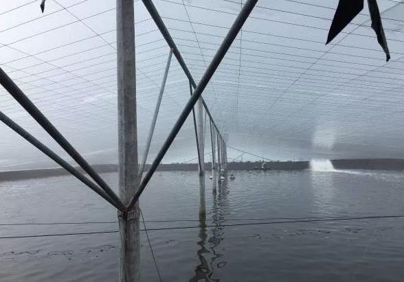 对虾今日虾价格最新行情,2022对虾价格元宵会涨吗