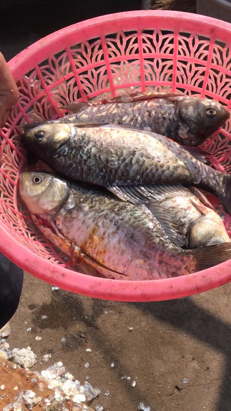 用老婆的菜篮子装新年的第一“金”