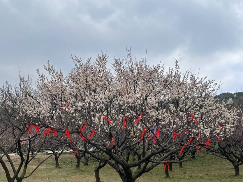 苏州免费赏梅最好的地方,梅花盛开踏青赏梅好去处