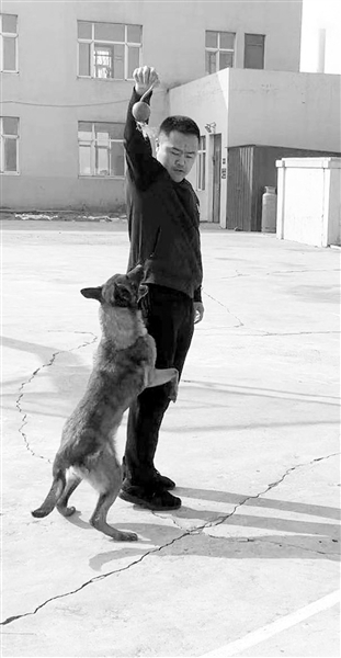 沈阳：20只功勋犬退役找新家领养者需通过资格审查