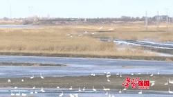 滴！跟着CCTV的镜头打卡*疆新**之春