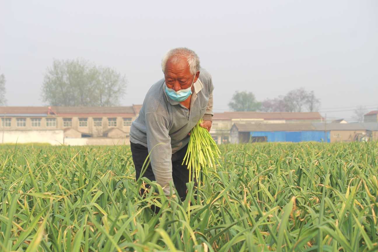 还没采摘便有销路！疫情防控下，周口淮阳蒜薹何以脱销