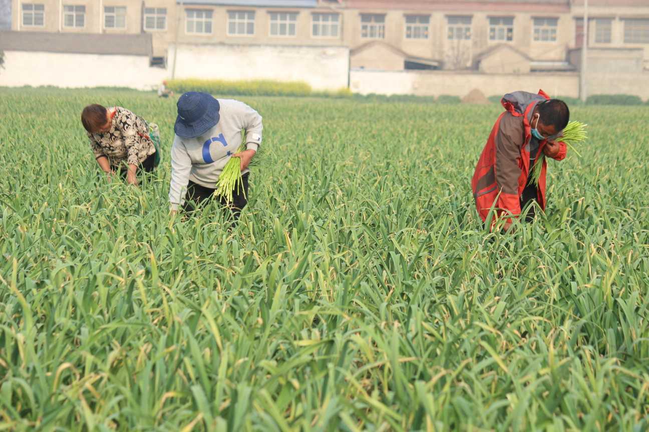 还没采摘便有销路！疫情防控下，周口淮阳蒜薹何以脱销