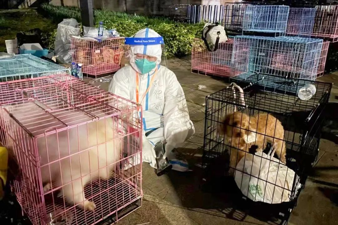 揭秘全国首个“宠物方舱”：揭秘全国首个“宠物方舱”：它们过得怎么样？它们过得怎么样？