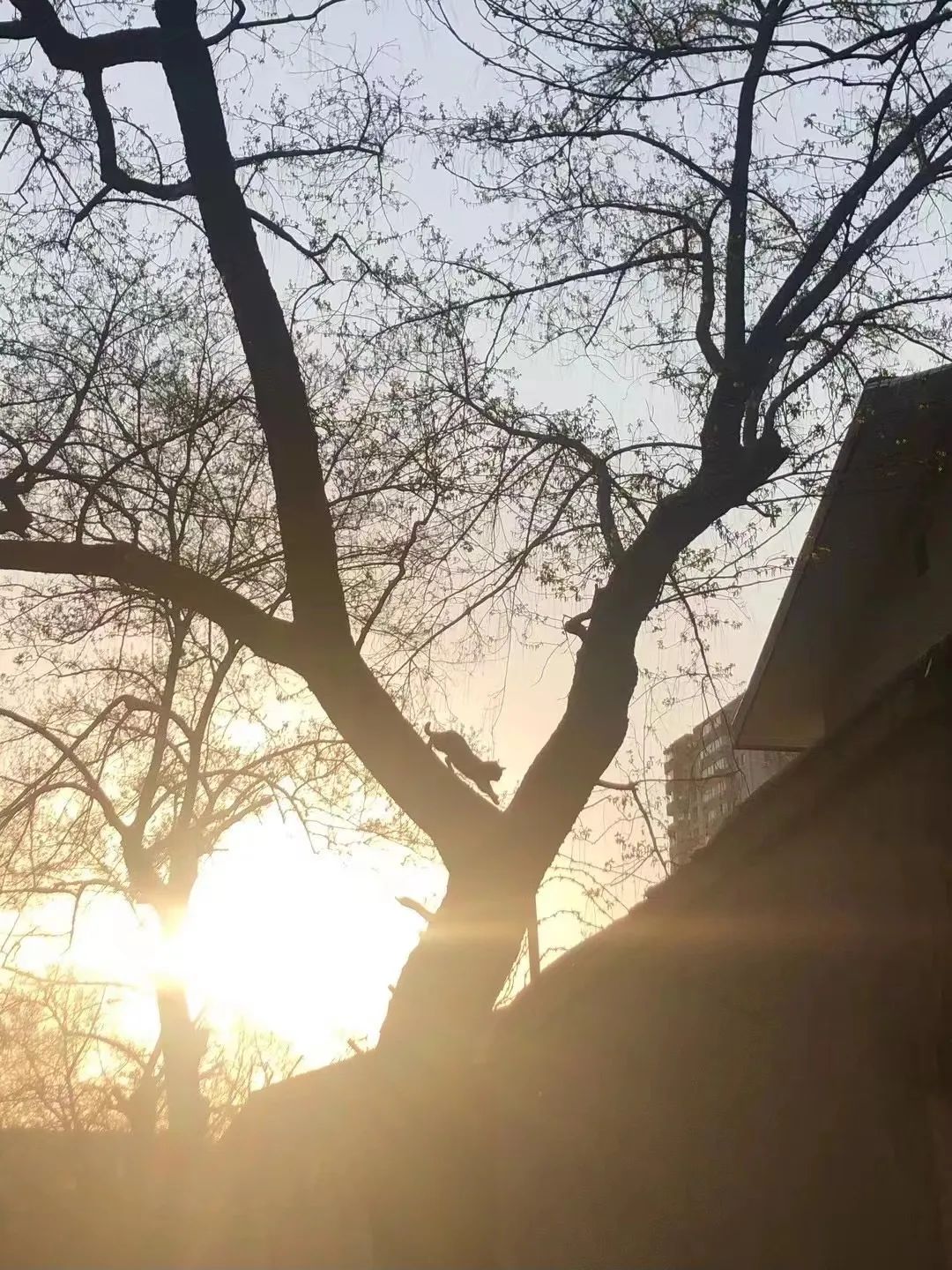 宠物方舱,宠物方舱真相在哪