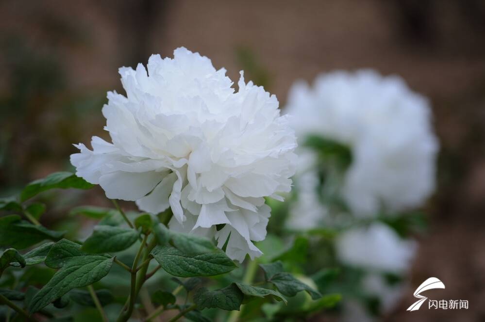 菏泽百花争艳惹人醉,菏泽最著名的牡丹花有什么