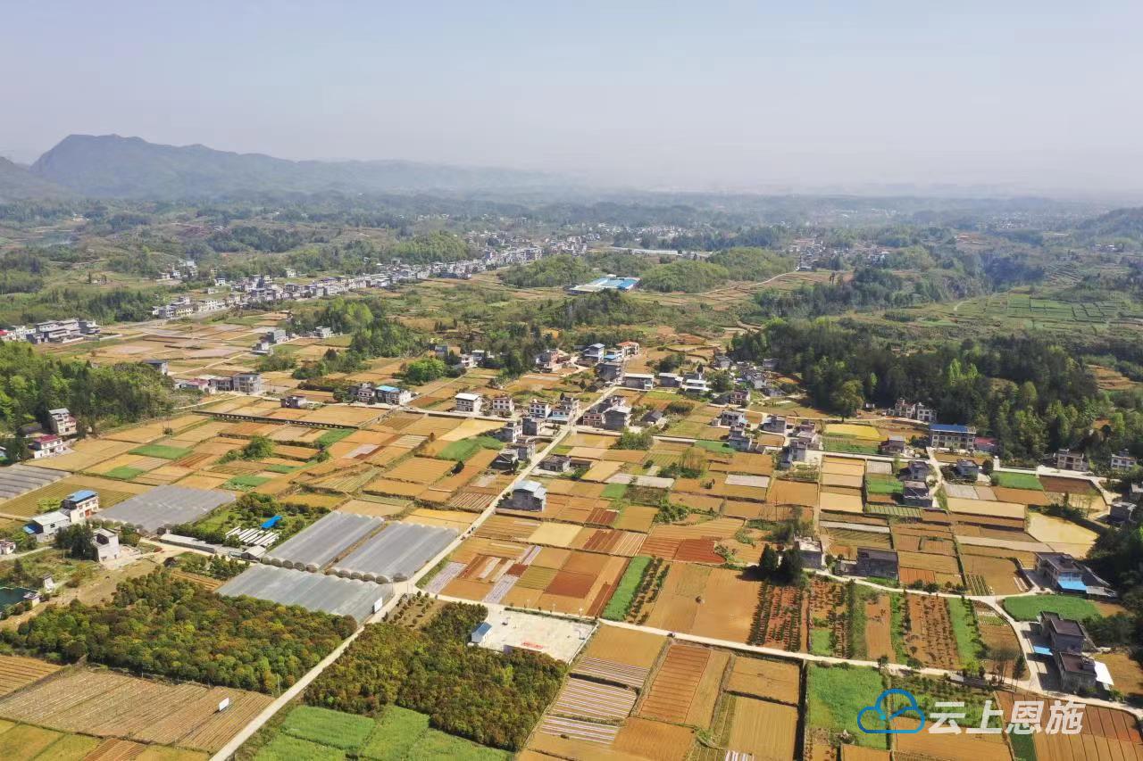 桑蚕养殖助力阳城农户增收,来凤生姜价格表