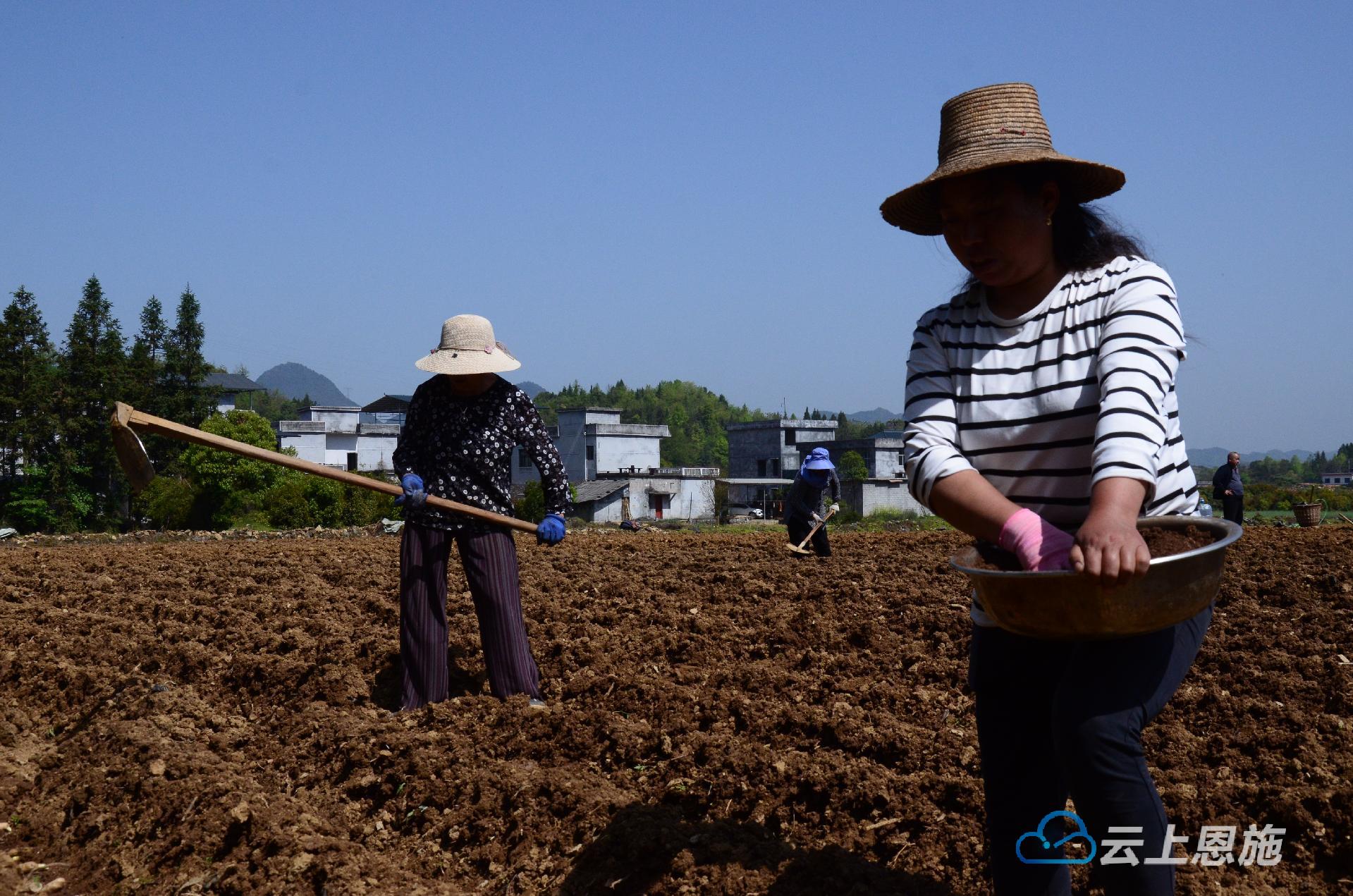 桑蚕养殖助力阳城农户增收,来凤生姜价格表