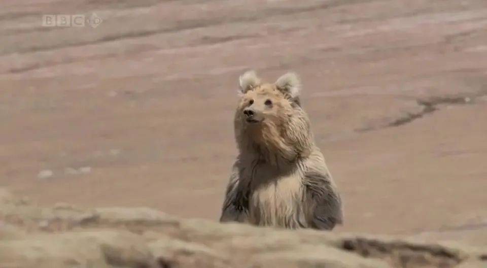 中国人独有的浪漫纪录片,中国人特有的浪漫纪录片