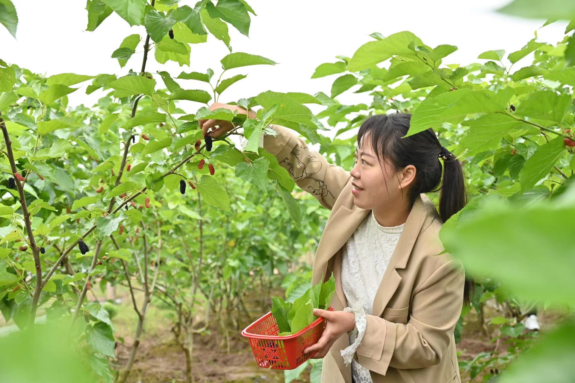 江苏小龙虾之乡攻略,到小龙虾之乡游玩