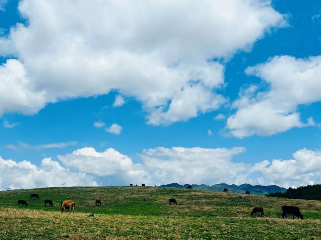 云南腾冲肉牛,腾冲养牛基地