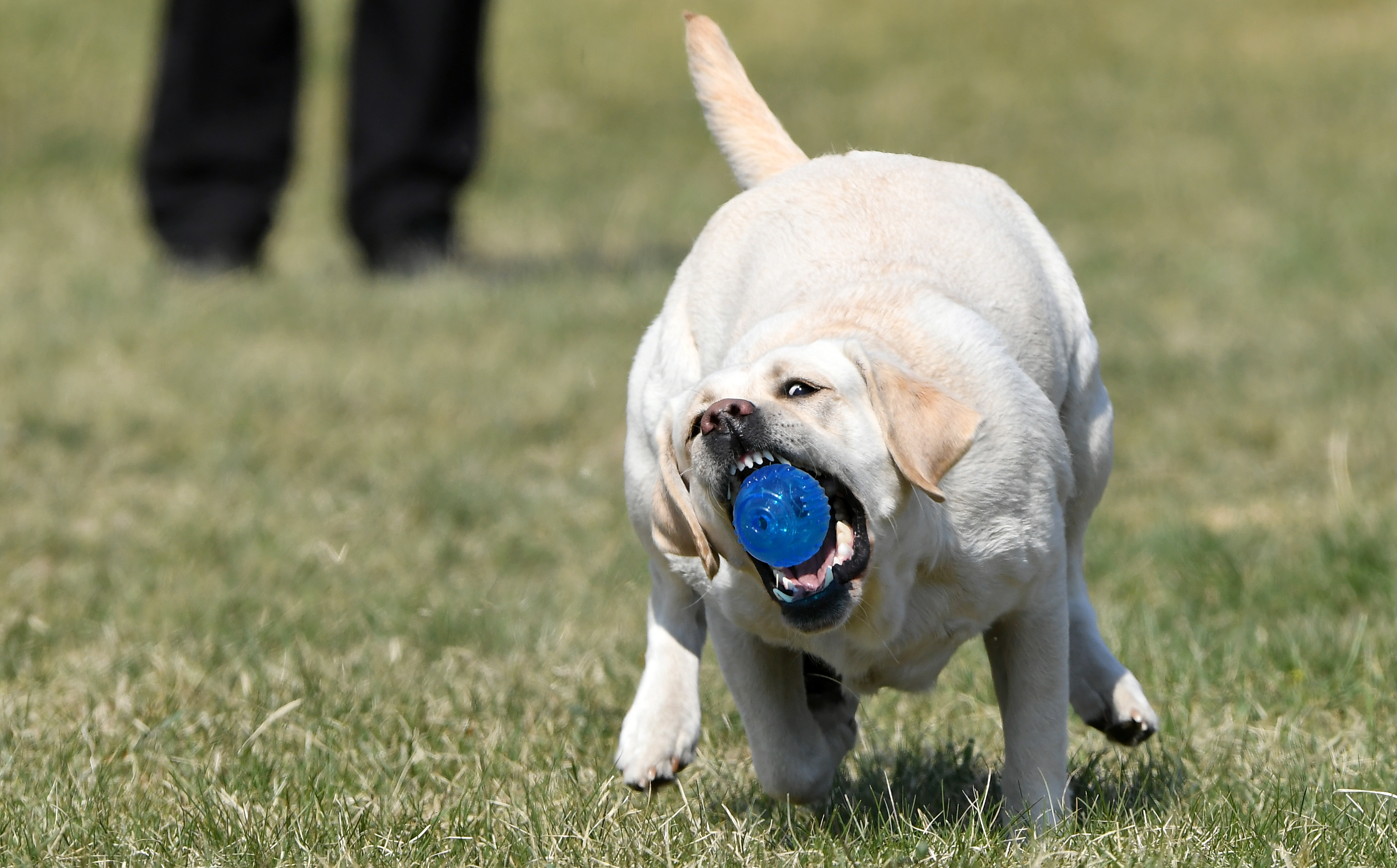 国内训狗比赛,外代二线骑马比赛视频