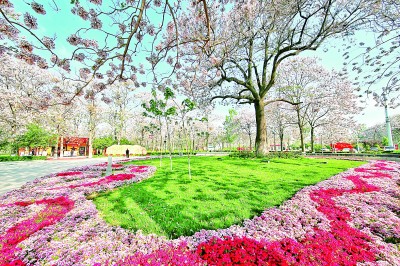 焦桐花开全部视频,焦桐花开视频全集