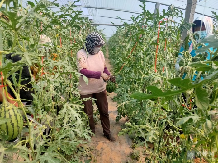 贵州丹寨吊瓜套种喜丰收,大棚葫芦瓜喜丰收