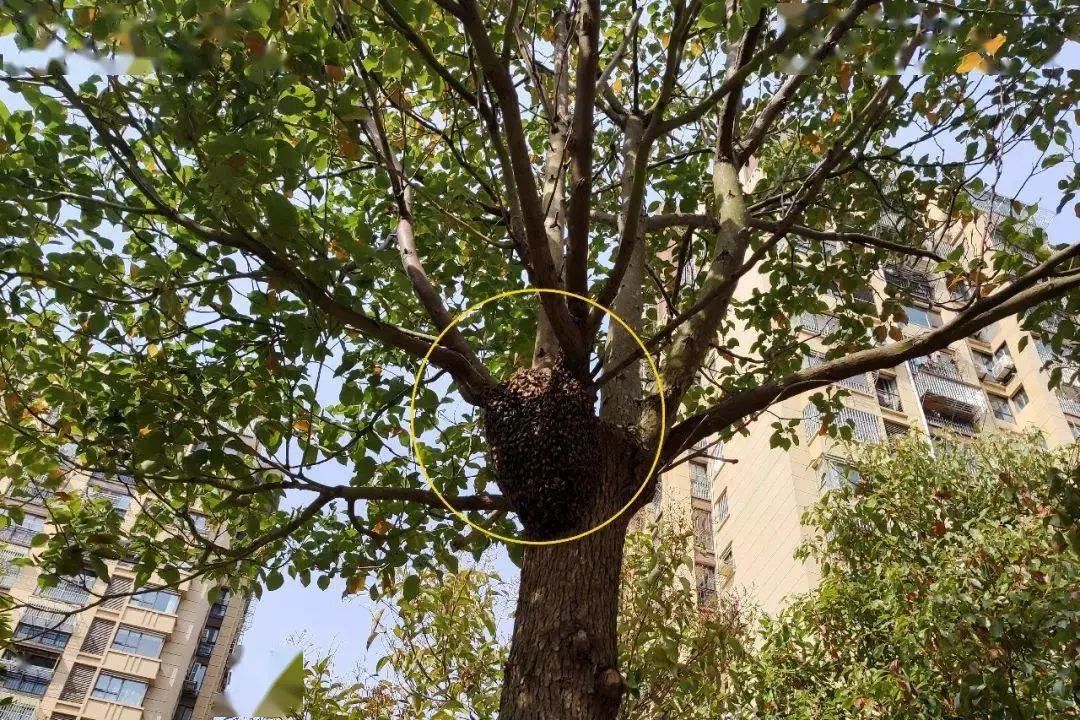 马蜂窝最佳驱蜂方法,马蜂窝的正确驱蜂方法