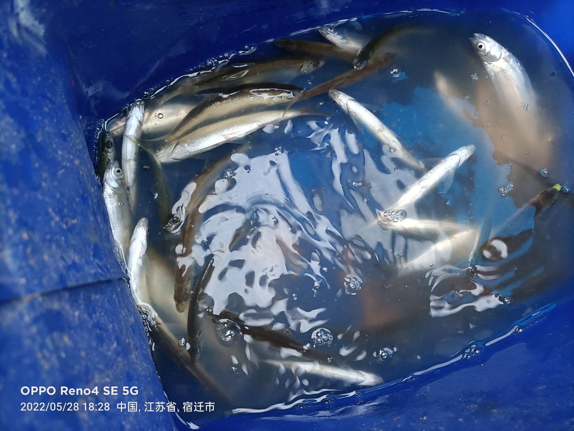 「5月鱼获」来者不拒，成功与餐条结缘