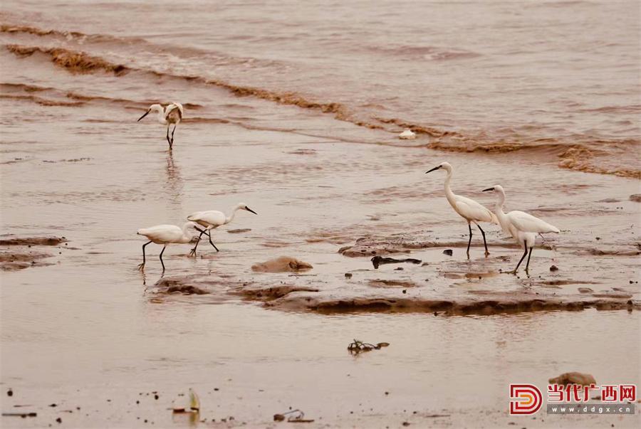 鍖楅儴婀剧殑寰瑧,瀹堟姢鍖楅儴婀炬渶缇庢捣宀哥嚎