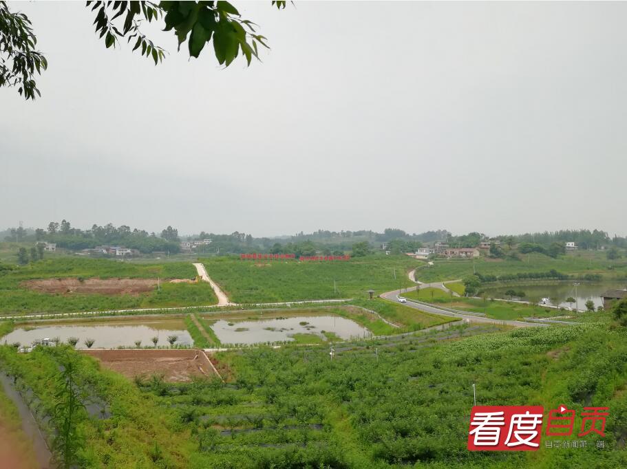 花椒采摘节助推乡村振兴,花椒产业撑起乡村振兴一片天