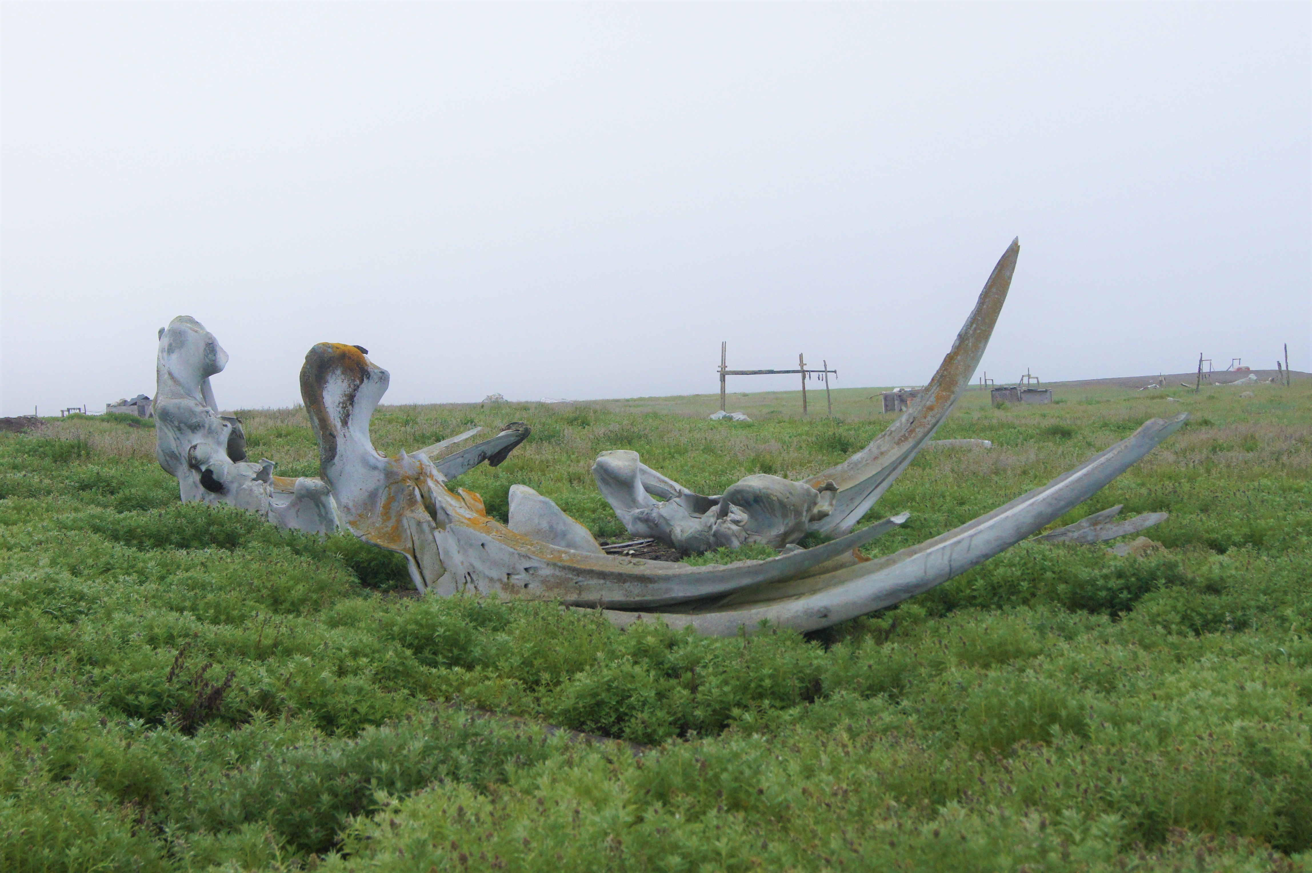 19世纪捕鲸人与海洋的血腥斗争,揭秘19世纪捕鲸人