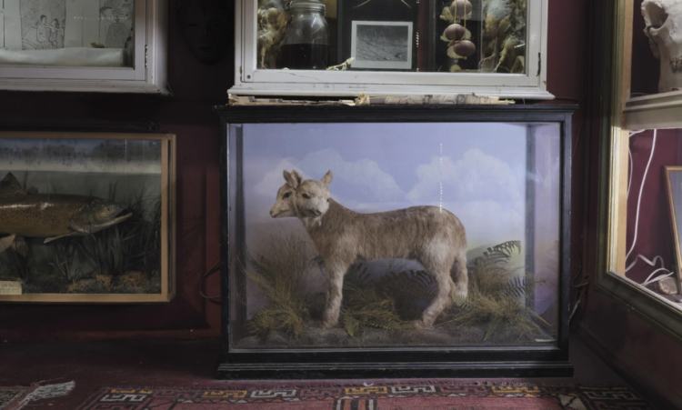 世界“最小避孕套”，藏在这里