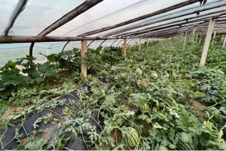 开宝马偷西瓜事件,3人开宝马偷西瓜被抓