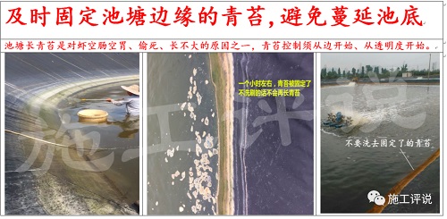 赞!一天一个价,江苏30条对虾冲到24块!南方也缺货,下个月还会持续涨价?但虾农如何熬过高温天?