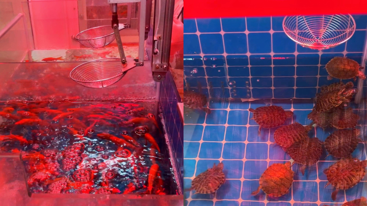 广州娃娃机一币一抓的店,广州沙河活体娃娃机