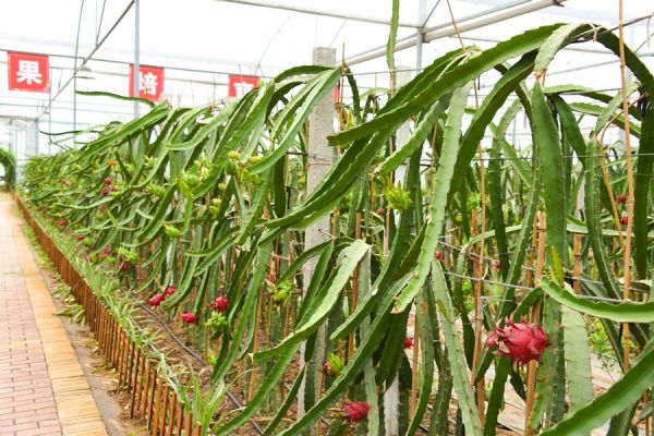 宿迁宿豫农民致富,江苏宿迁新农人