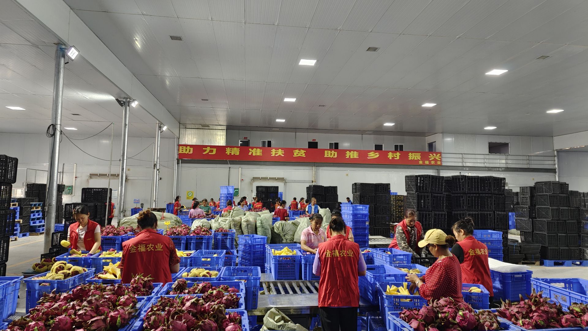 走进县城看发展｜火龙果化身“致富果”隆安县特色农业发展红红火火