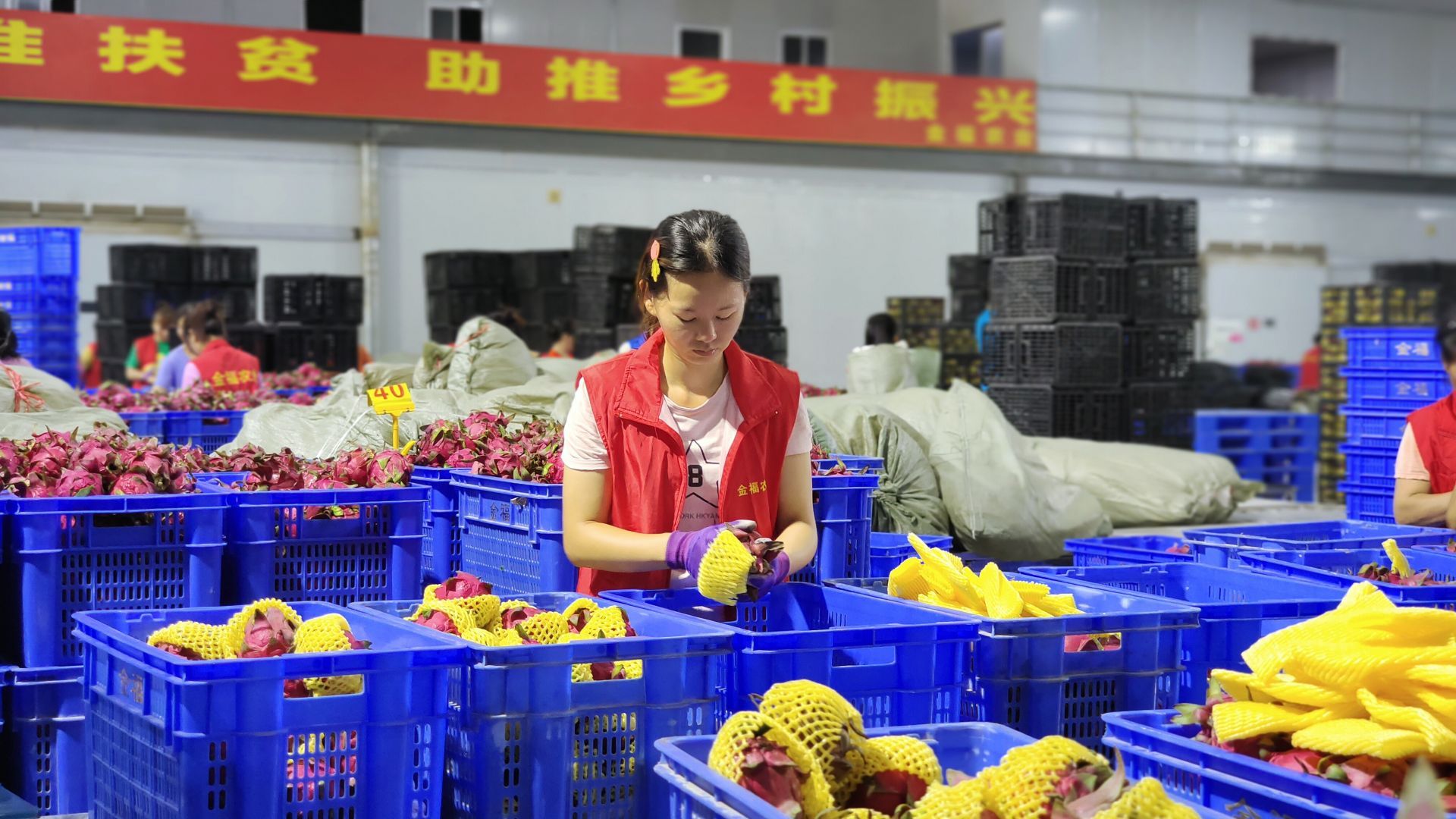 走进县城看发展｜火龙果化身“致富果”隆安县特色农业发展红红火火