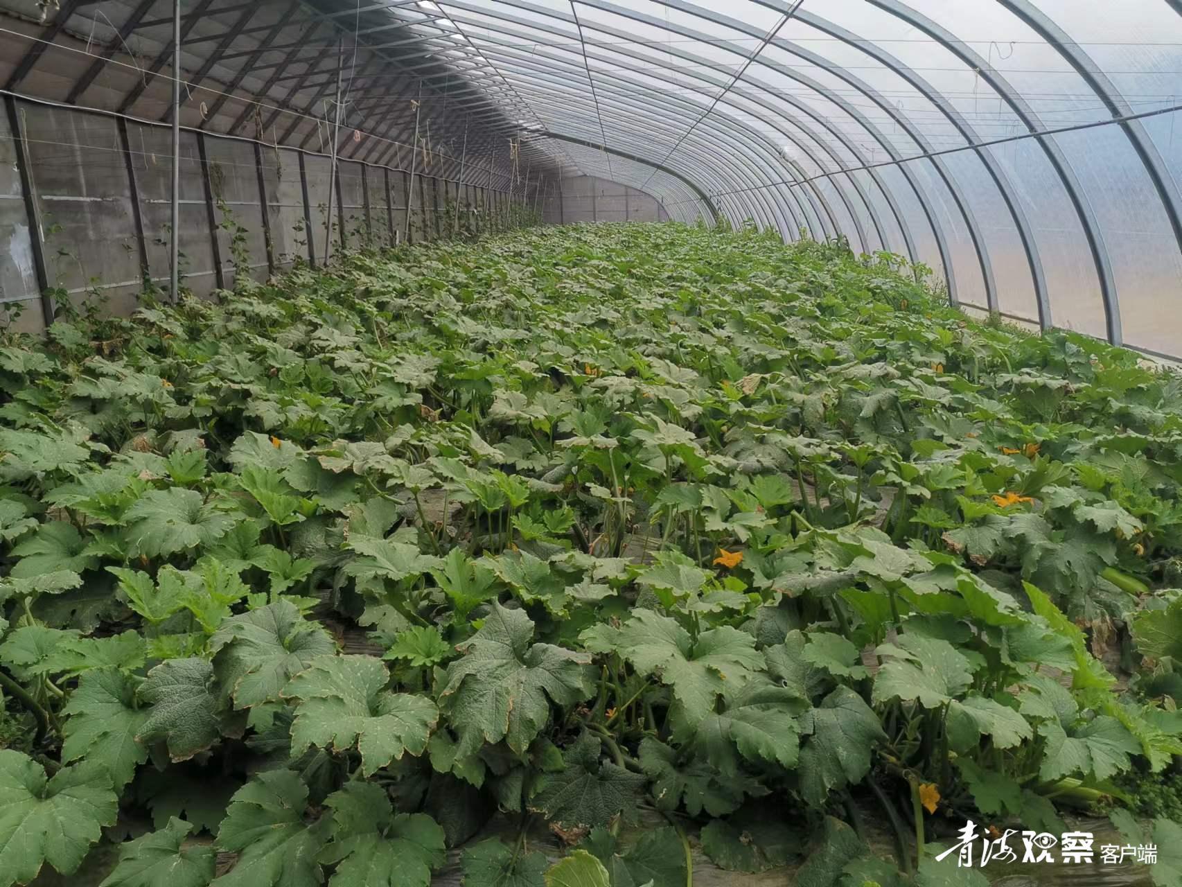 西葫芦浇水后落花落果是怎么回事,西葫芦坐果后容易烂果怎么治