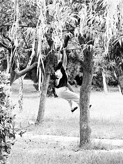 亳州：树枝变“单杠”不文明行为引市民吐槽