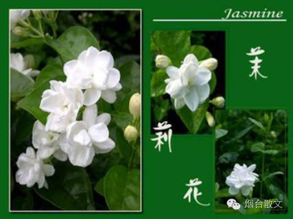 江楼望雨‖缕缕茉莉香