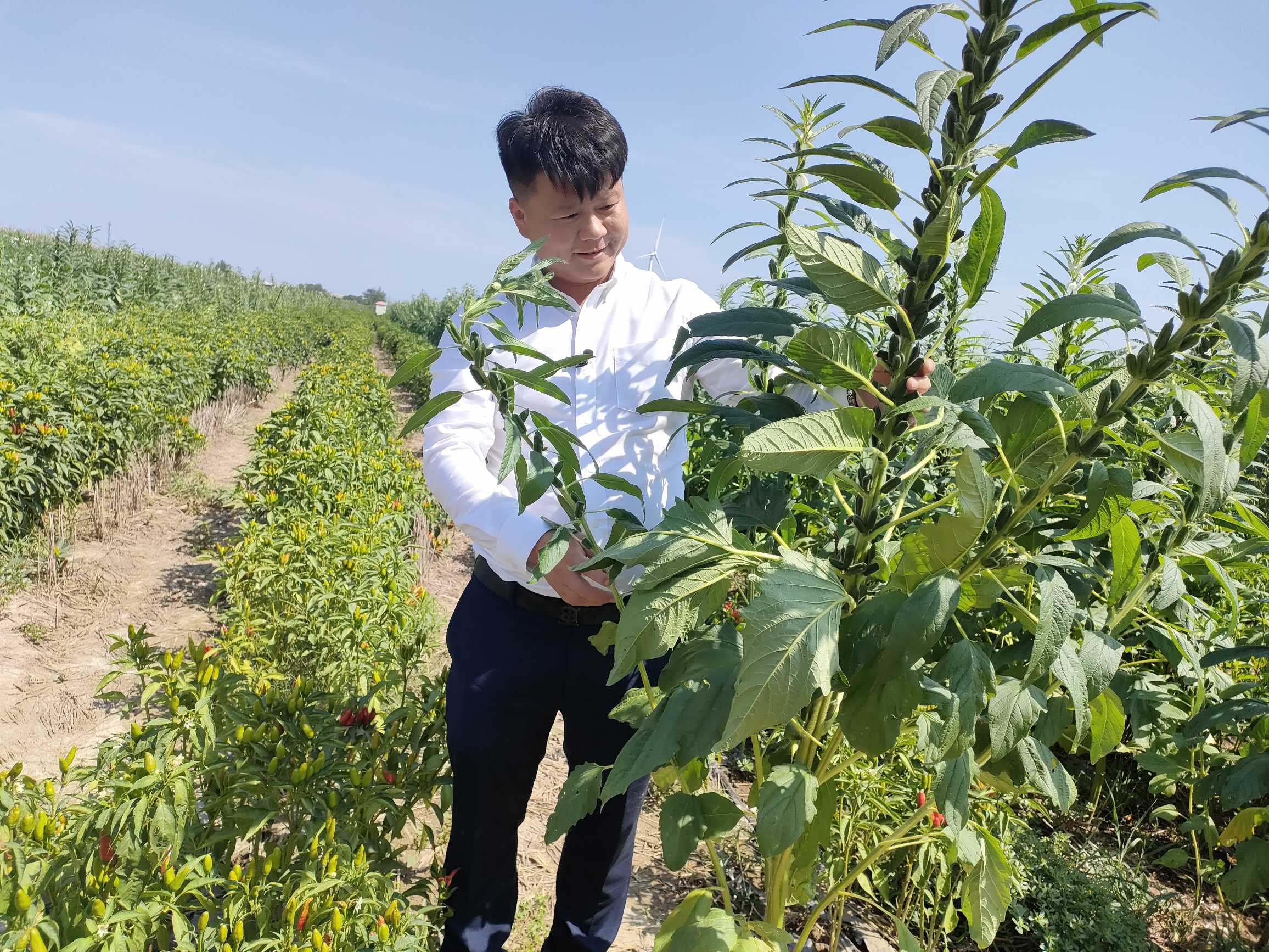 河南省辣椒产业,河南省辣椒产业发展状况