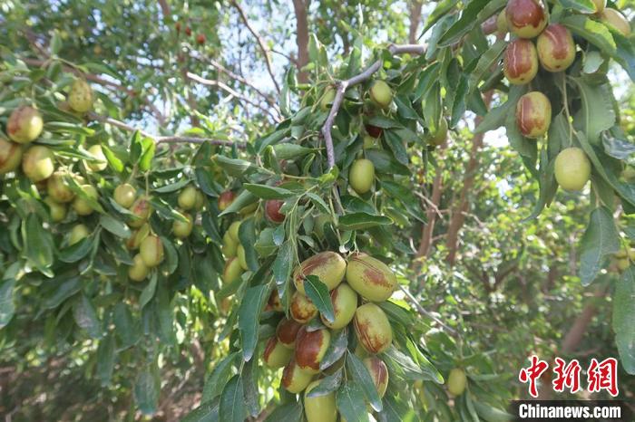 趁“枣”致富*疆新**兵团南部农场6.4万余亩红枣丰收在望