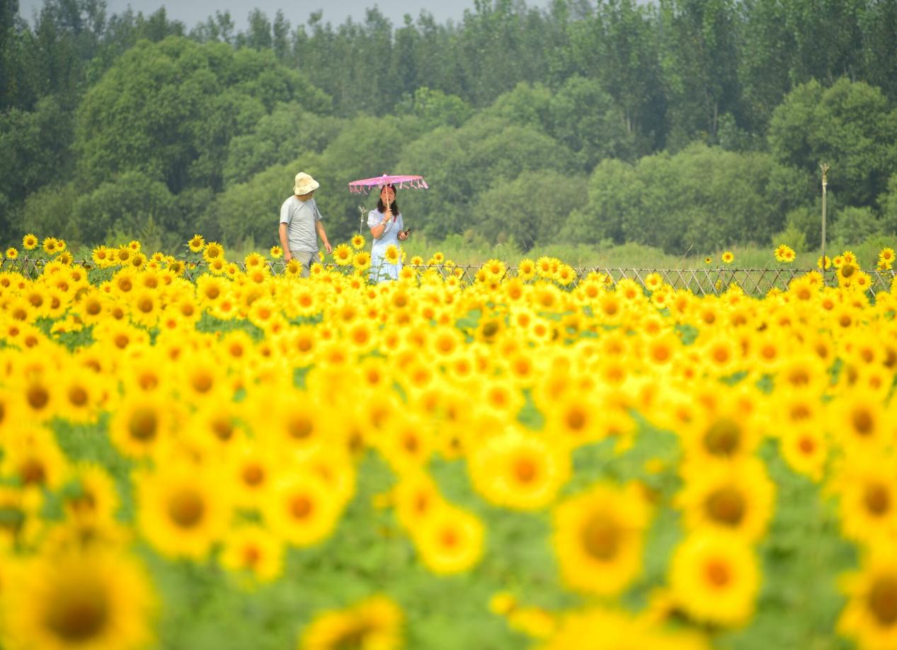 秋分乐庆丰收,秋分时节庆丰收