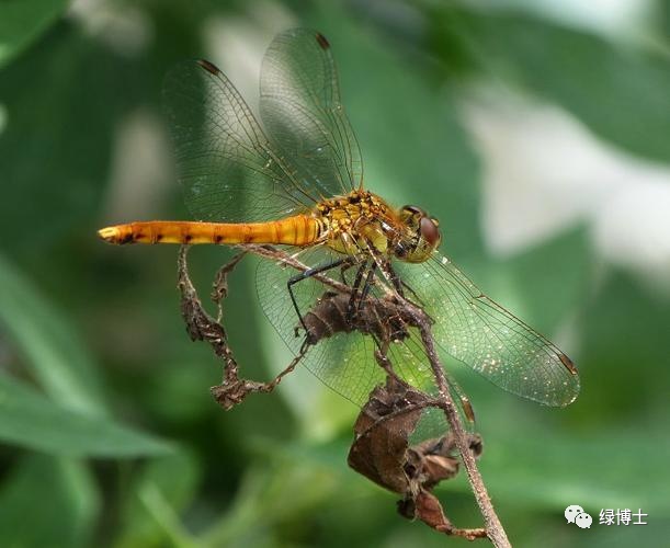 集结出列~来看上海常见的昆虫“战斗机”群
