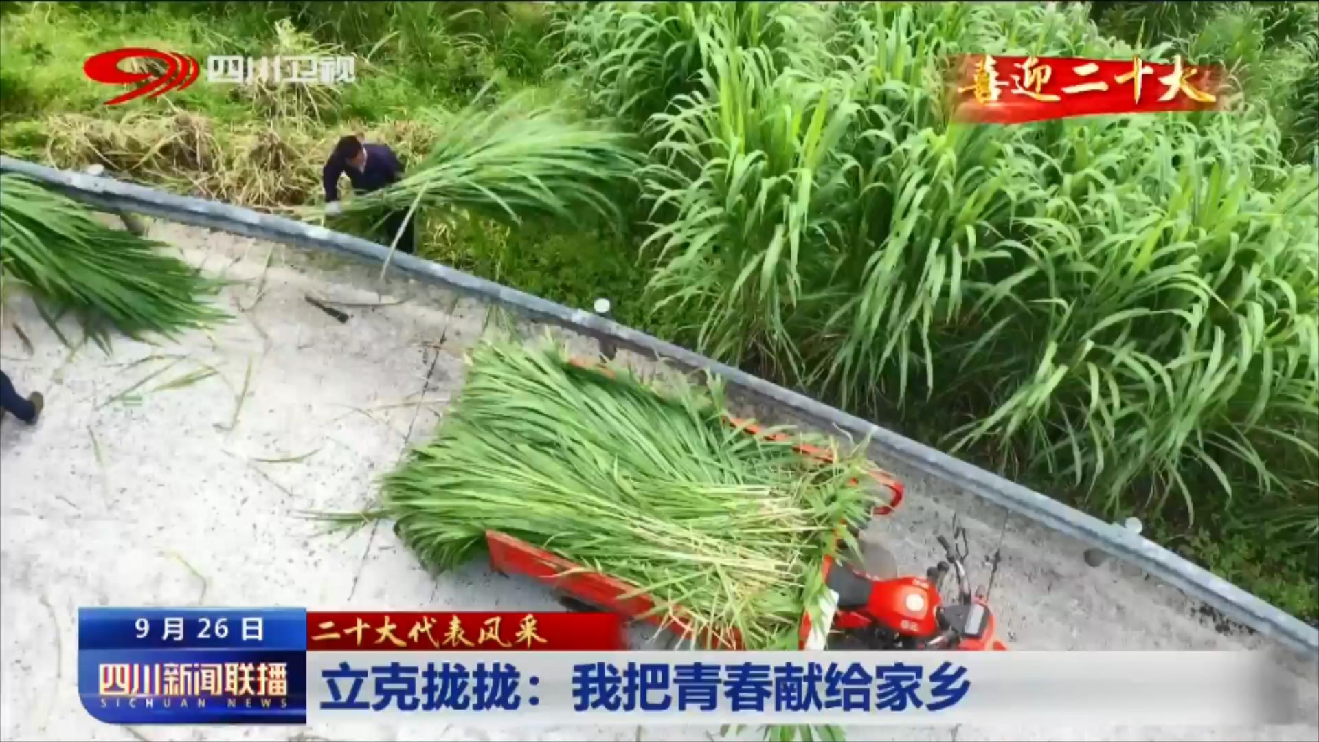 四川新闻联播丨二十大代表风采：带领乡亲们走上致富路