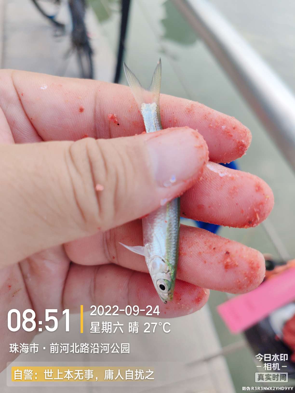 新线组,新型台钓线组