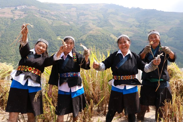 哈尼梯田稻鱼鸭种养迎丰收,梯田稻花鱼丰收