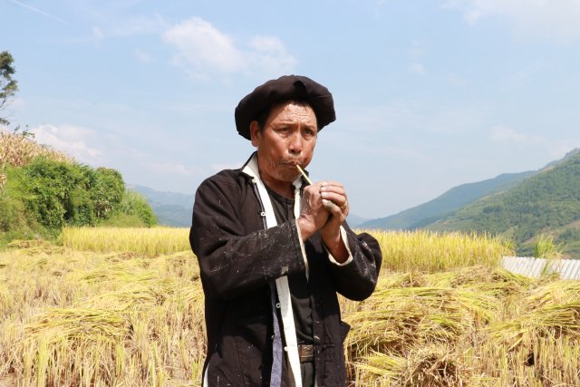 哈尼梯田稻鱼鸭种养迎丰收,梯田稻花鱼丰收