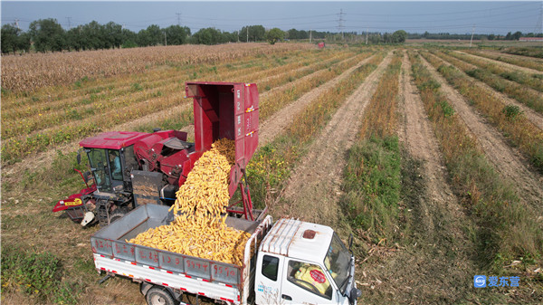 山东哪里的玉米最好,山东玉米高产前十名