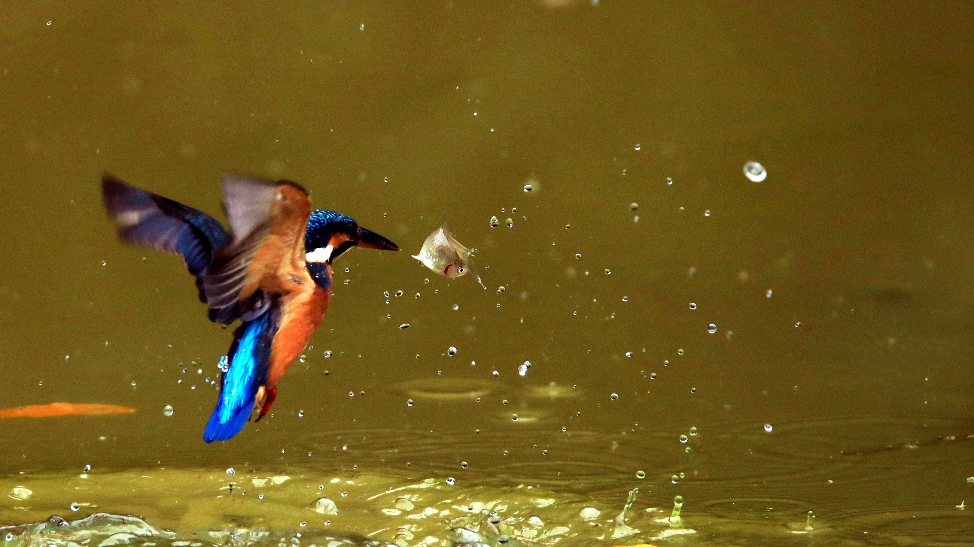 普者黑喀斯特湿地公园,普者黑湿地