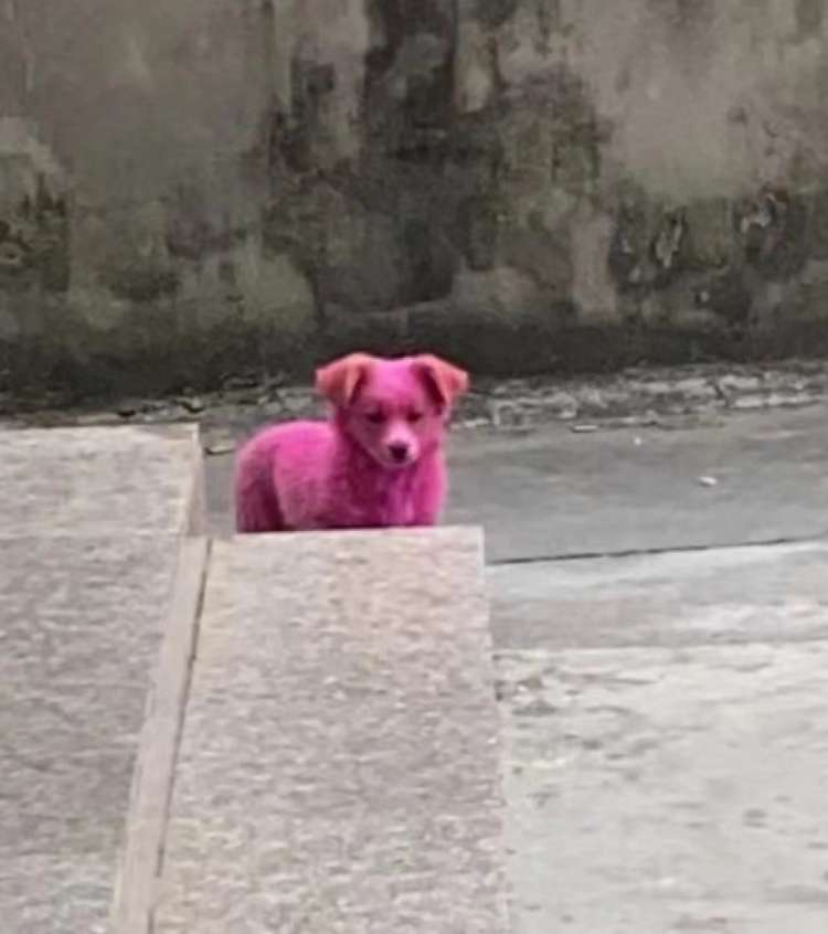 腮红口红眼线笔,腮红眼线笔套装